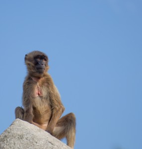 Affe sitzt